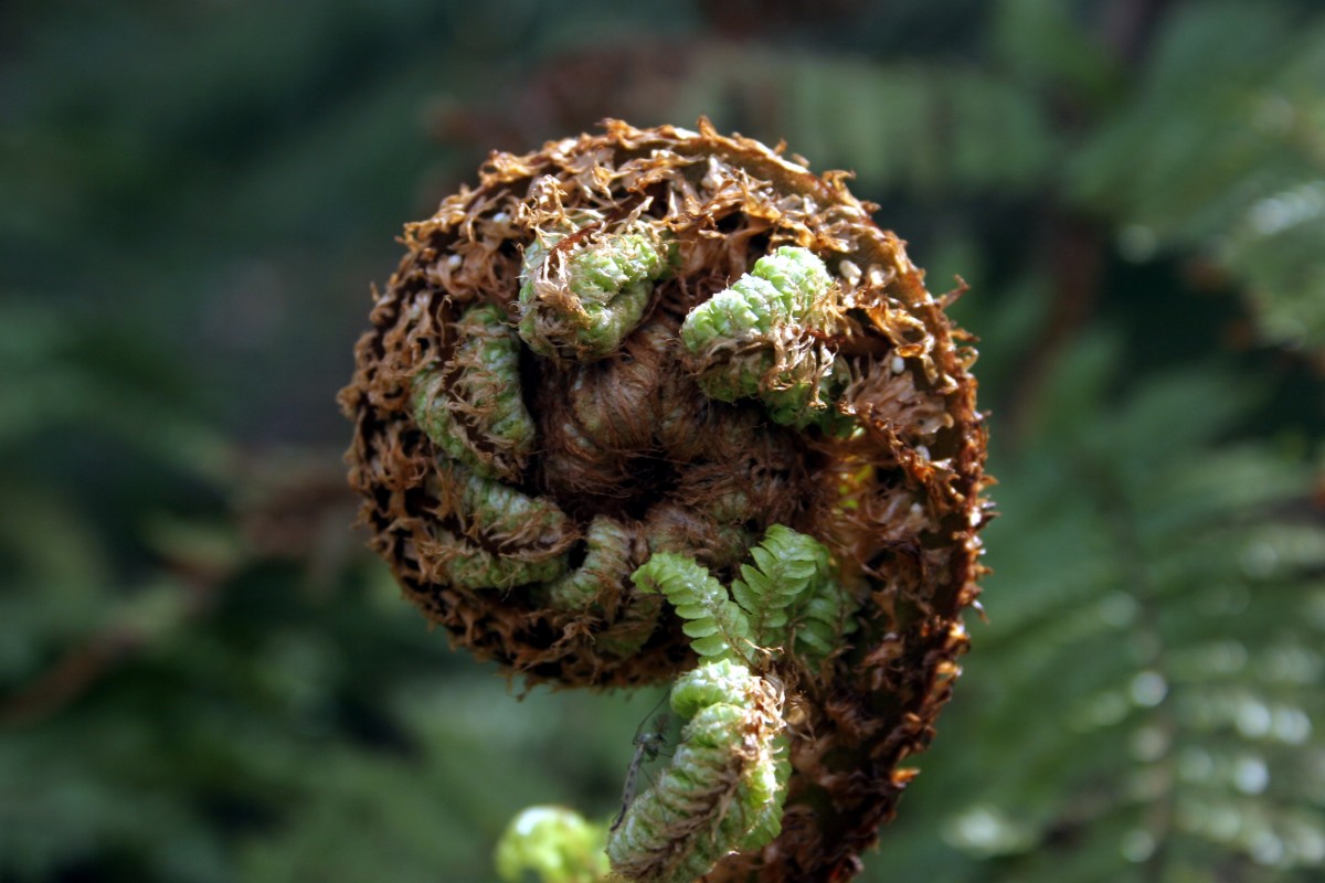 Blomstrende bregne